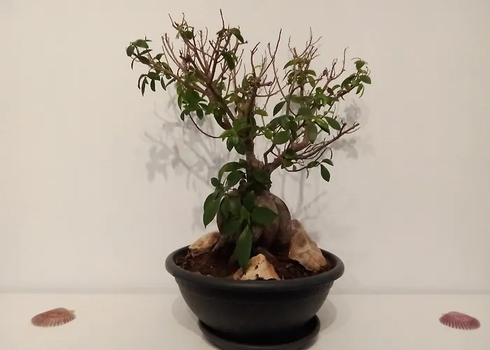 Teresa En Vilanova De Arousa Апартаменты Понтеведра